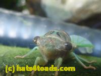 /home//u458753944/public_html/sourcegallery/////Insects and small critters/aphids cicadas lanternflies and true bugs (Hemiptera)/P1130995.JPG